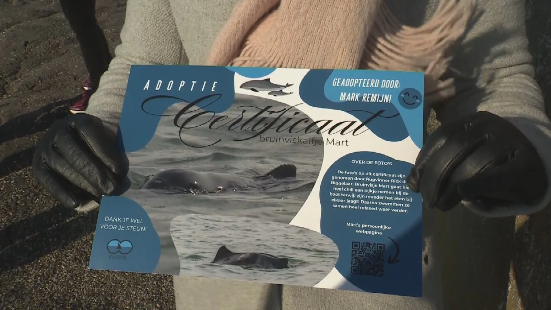 Bruinvissen moeten beschermd worden, daarom kun je er nu eentje adopteren