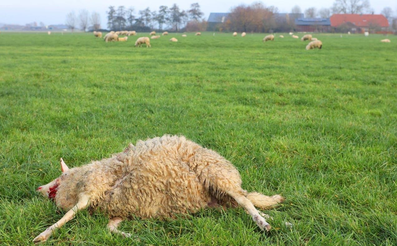 'Gigantische slachtpartij' in weiland Rosmalen waarschijnlijk werk van wolf: 'Dit is gewoon een snoepwinkel voor die beesten'