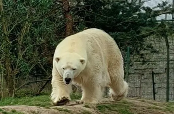 Na ernstige buikpijn is ijsbeer Wilbär (16) uit Eindhoven Zoo overleden