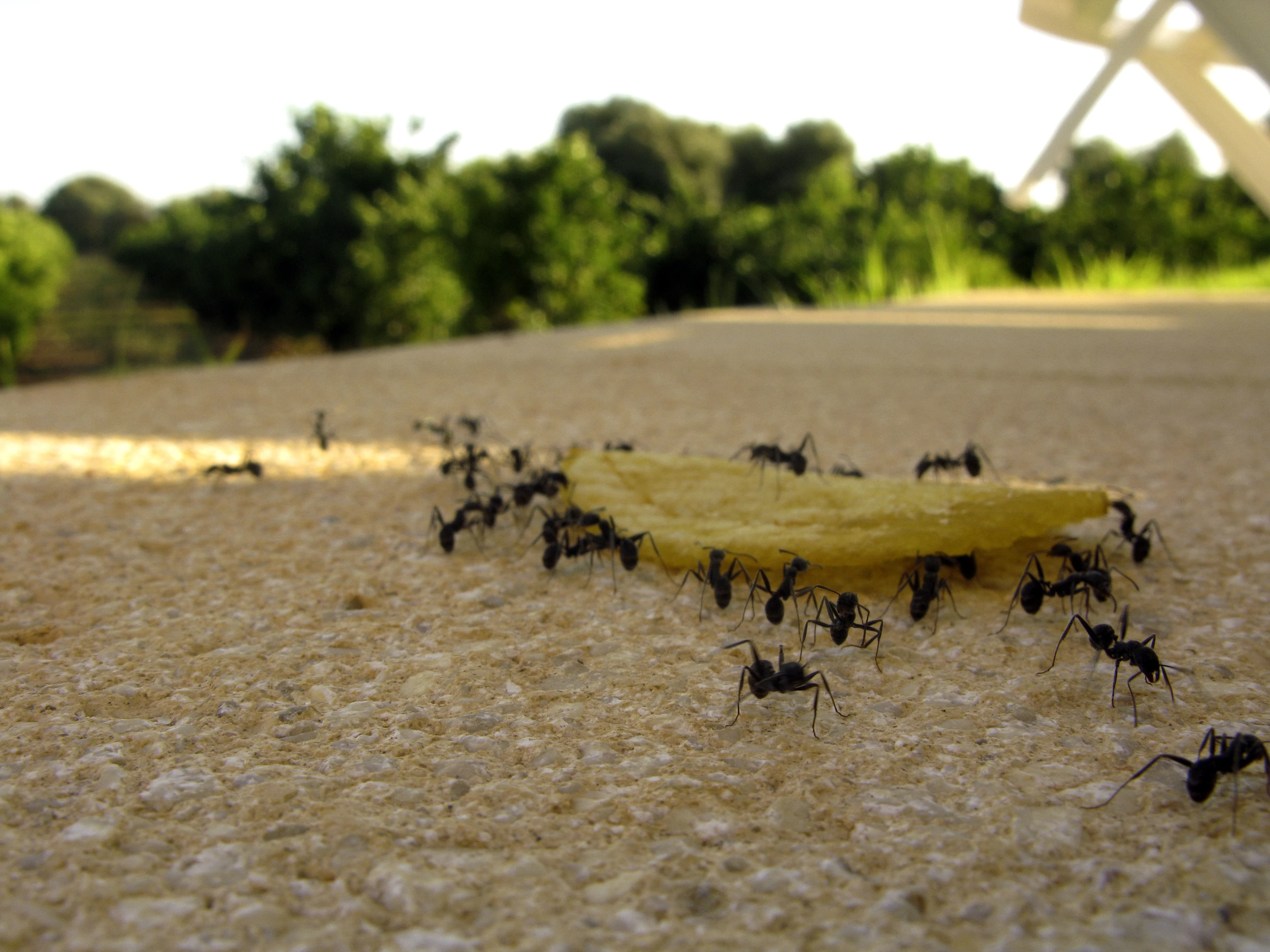 Grote meerderheid Nederlanders vreest oprukkend ongedierte