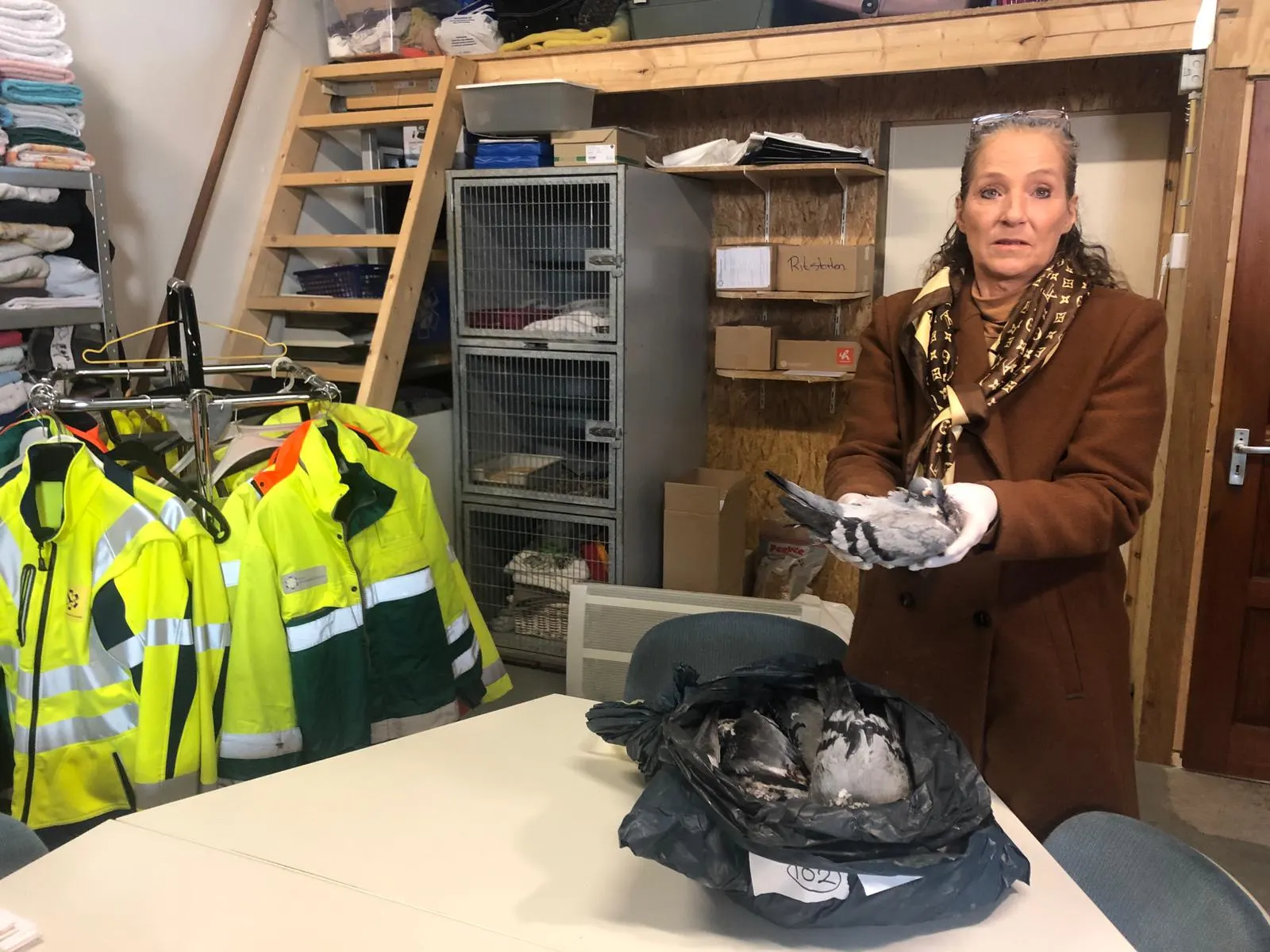 Mysterieuze duivensterfte in Lelystad duurt voort, worden de vogels vergiftigd?