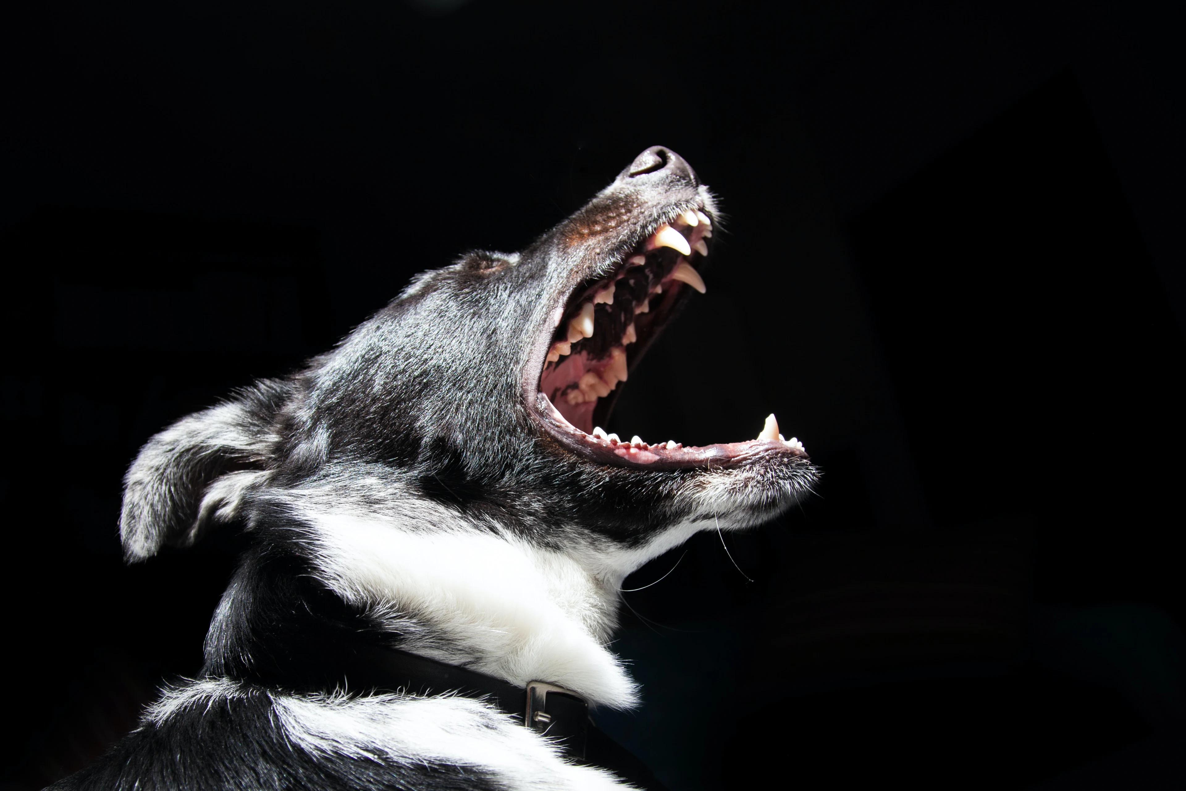 Agent schiet agressieve hond dood voor woning in Rotterdam
