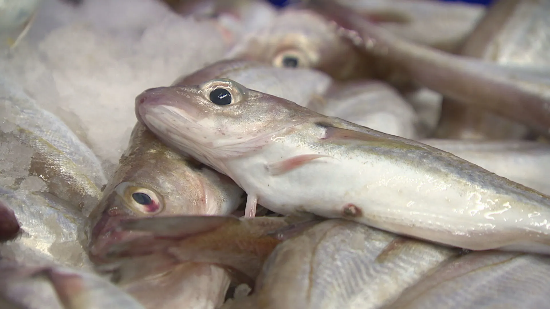 Crisis of niet, visboer Herman doneert honderden kilo's vis aan Sea Life