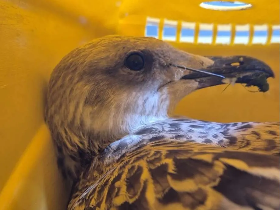 Meeuw gevonden met naald in kop, dierenambulance vermoedt opzet