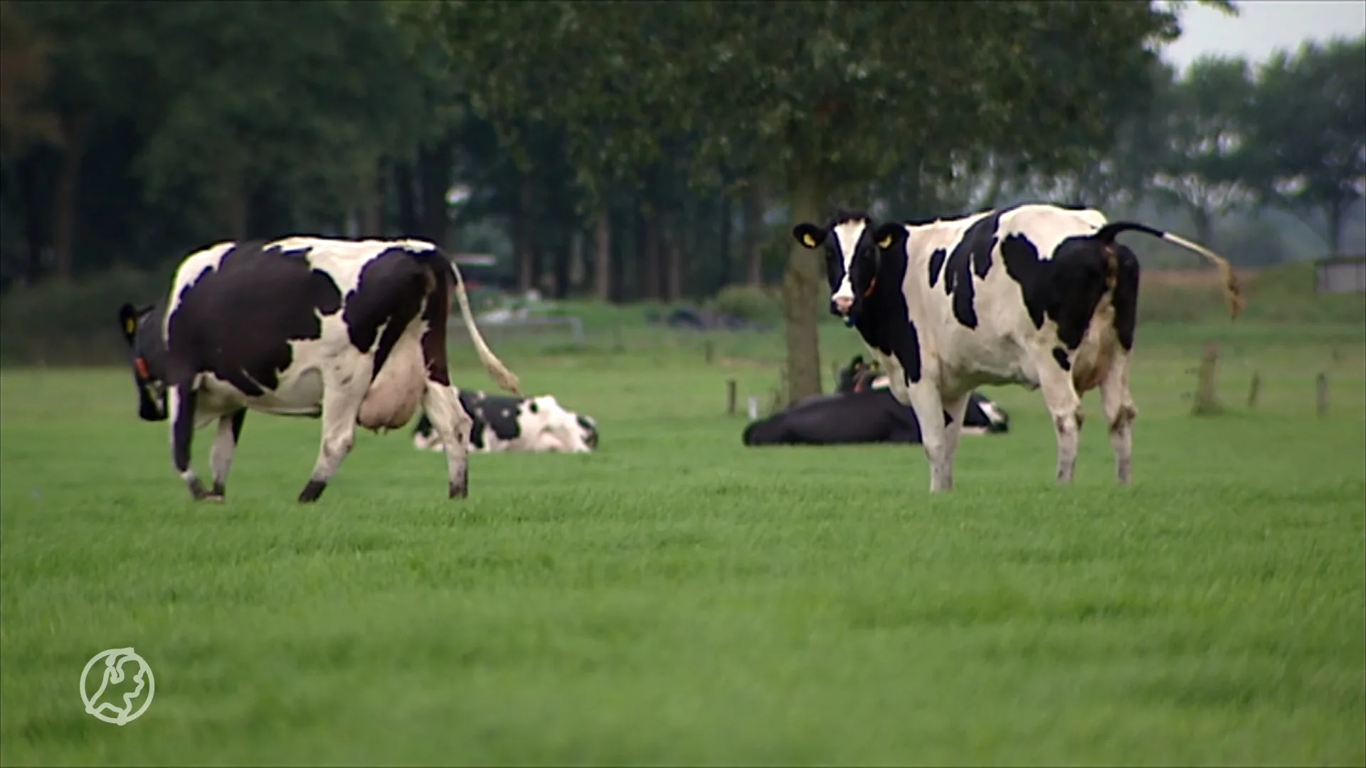 Friesland zo trots op mestgeur en trekkergeluiden dat het erfgoed moet worden