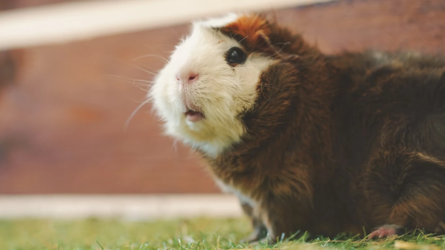 Jongetje wurgt konijnen en cavia's bij zorgboerderij: 'Toonde geen enkele emotie'