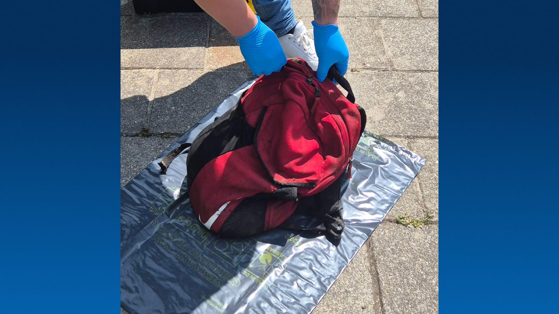 Dode kat gevonden in water Eindhoven, had halter van 5 kilo om nek