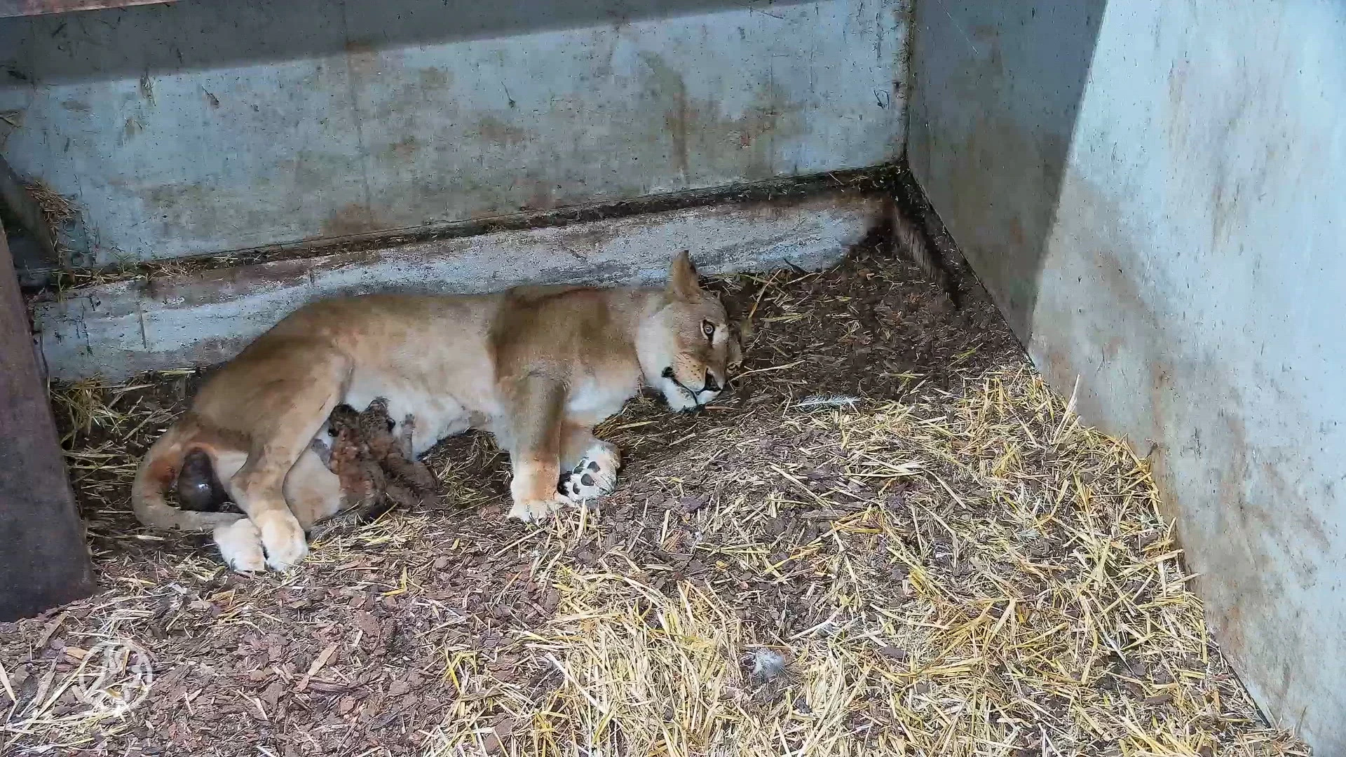 Superschattig: drie leeuwenwelpen geboren in WILDLANDS Emmen
