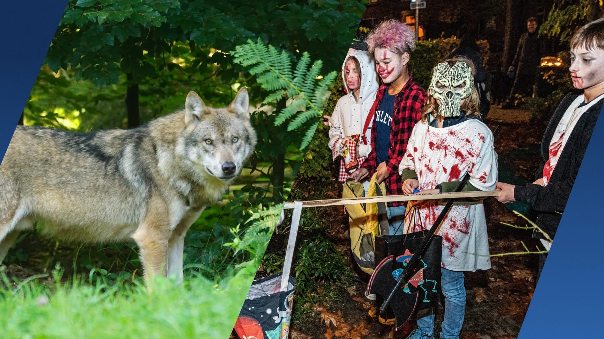 Griezeltocht Terschuur afgelast: acteurs zijn te bang voor wolven