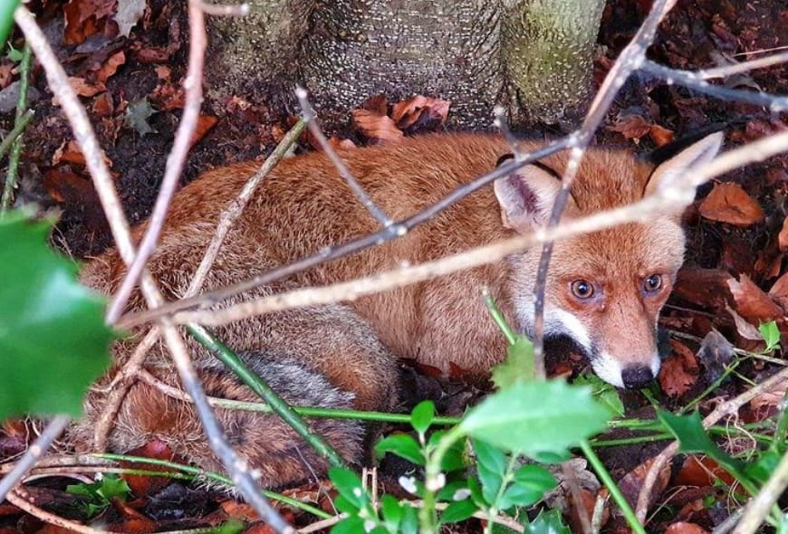 Vos van de regen in de drup na reddingsactie: 'Gaat vrijwel zeker een langzame dood tegemoet'