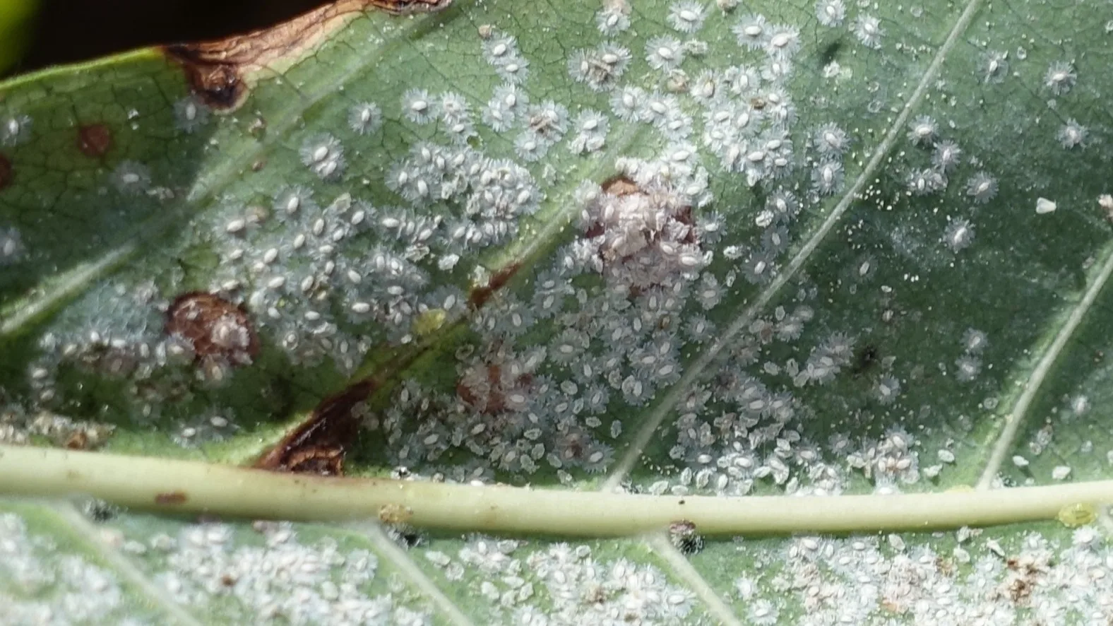 Witte vliegjes teisteren achtertuinen, dit kan je ertegen doen