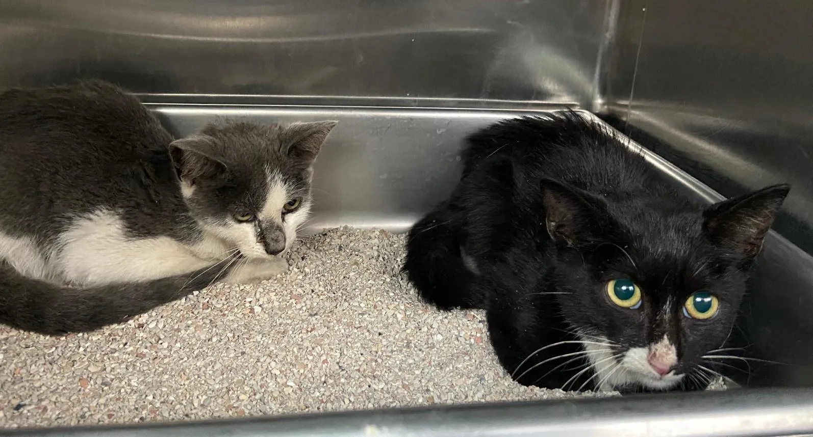 Wonderen bestaan: kittens levend gevonden na wekenlange reis zonder eten of drinken