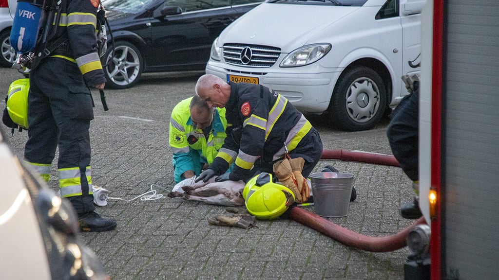 Hond gereanimeerd bij flatbrand in Haarlem: 'Hij was compleet buiten kennis'