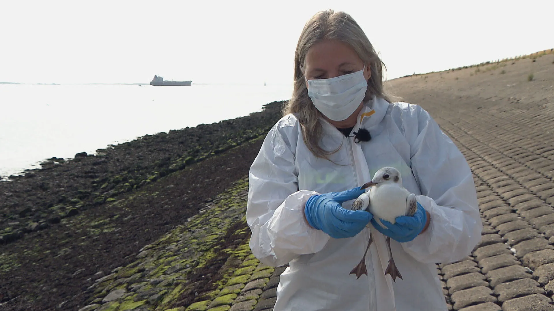 Zeeuwse vrijwilligers druk in de weer met zieke vogels: 'In 36 jaar dit nog nooit meegemaakt'