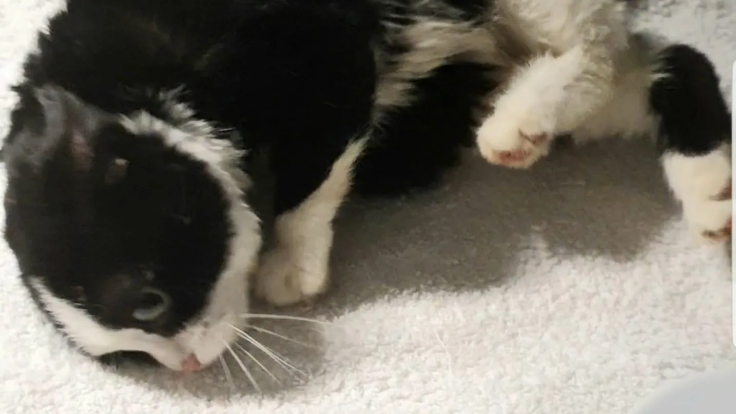 Twee zwaar verwaarloosde kittens gedumpt in Nieuwegein: 'Bij de dierenarts gilden ze het uit'