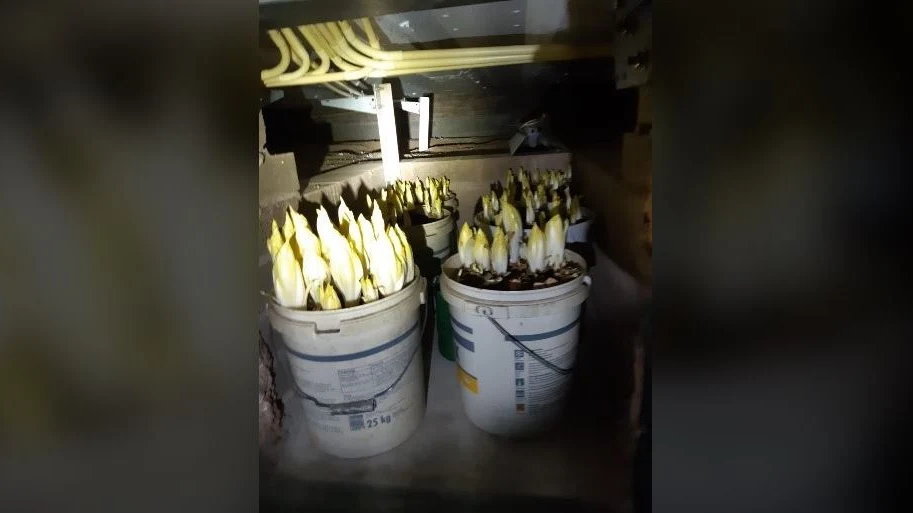 Politie zoekt naar wietplantage in Geleen, maar stuit op witlof