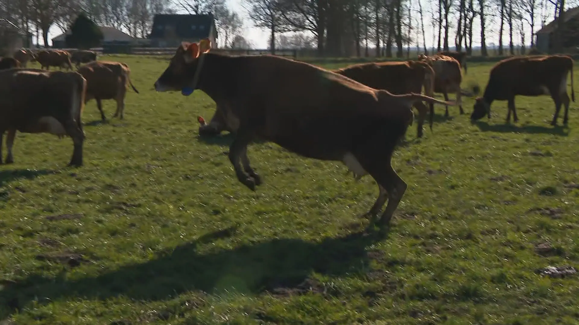 Blij in de wei: koeien springen en dansen de lente in