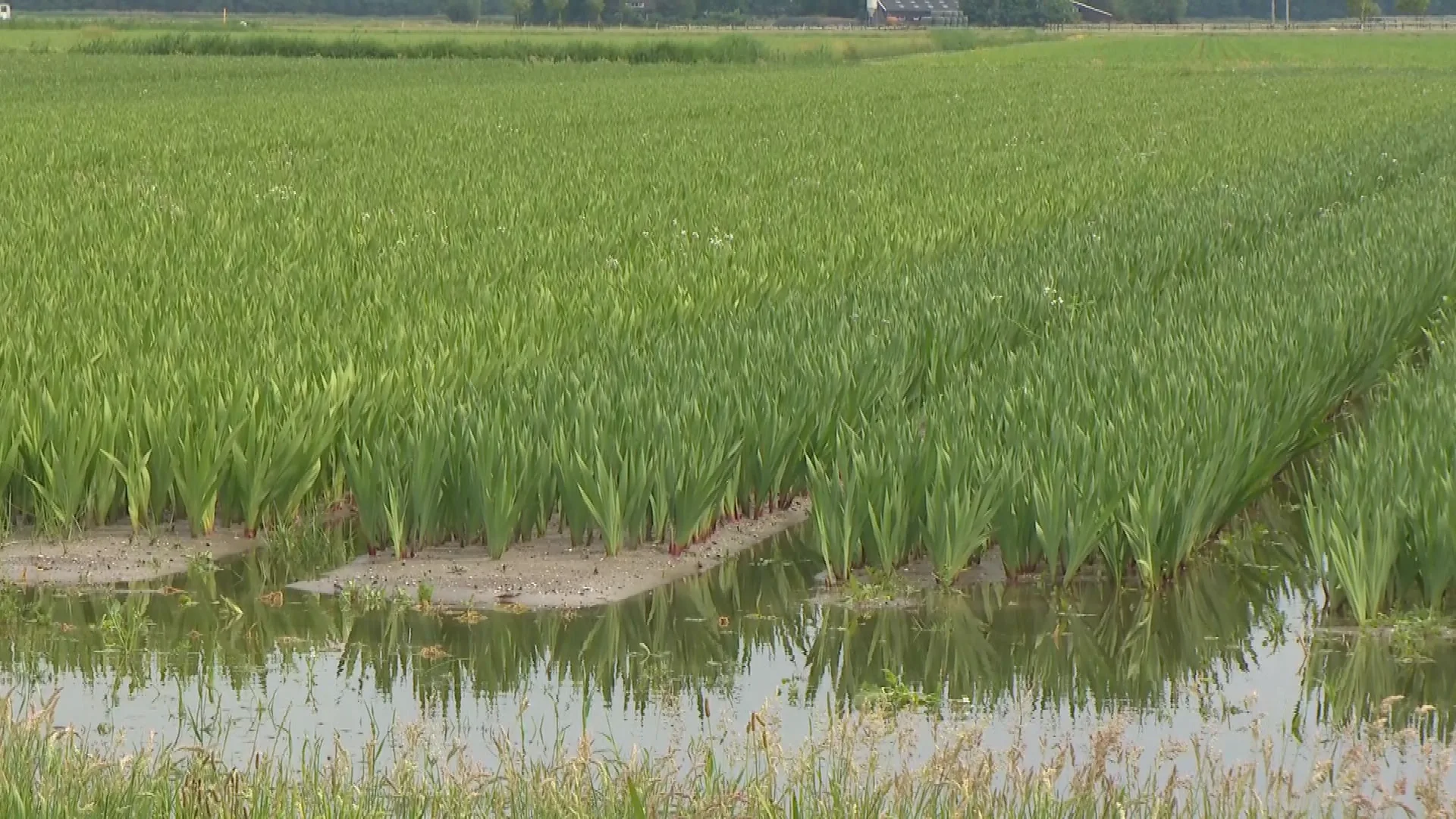 Boeren Noord-Holland boos over aanpak wateroverlast na hevige regenval