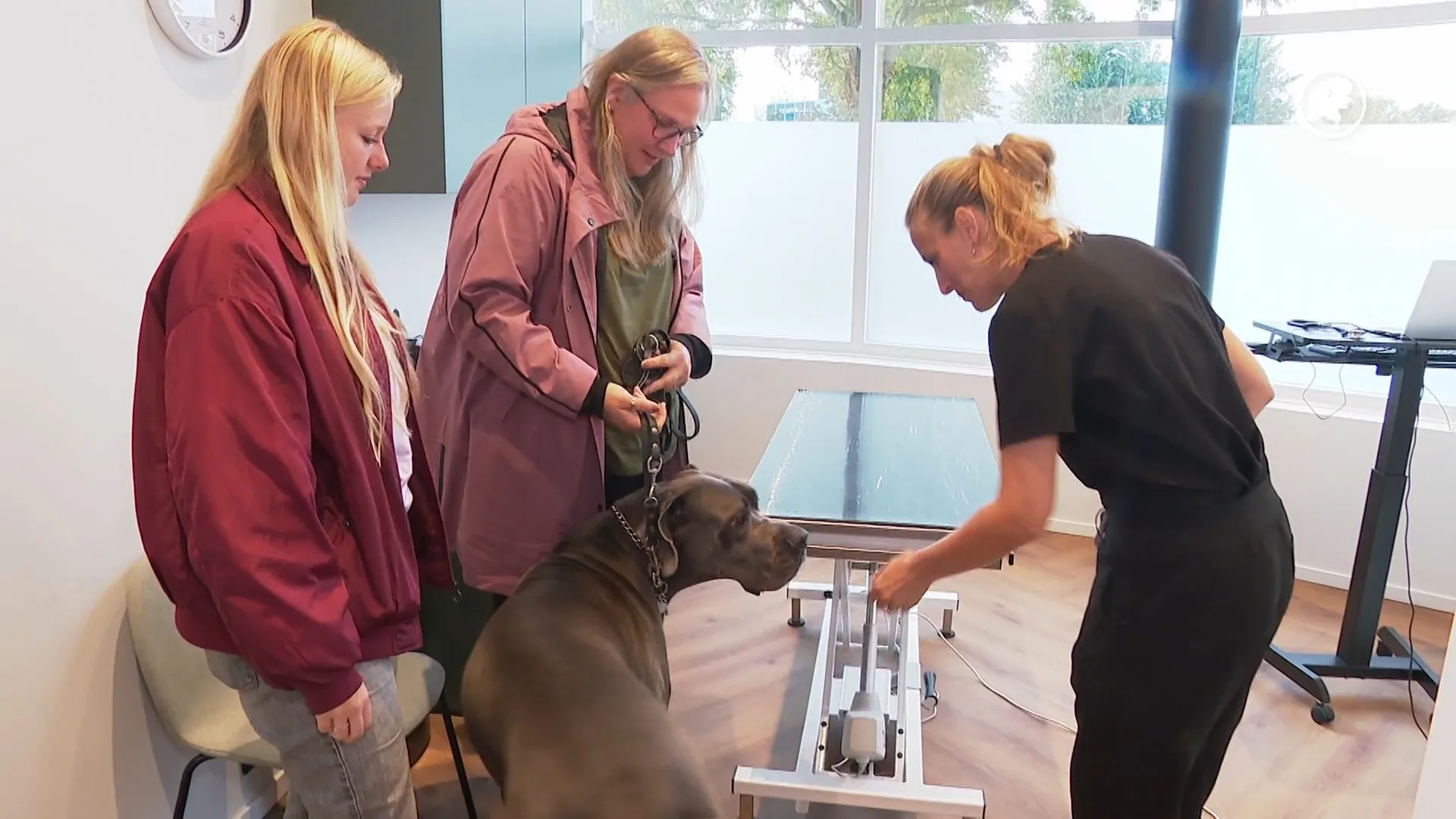 Vooraf standaard zicht op de kosten in dierenzorg: gaat het echt gebeuren?