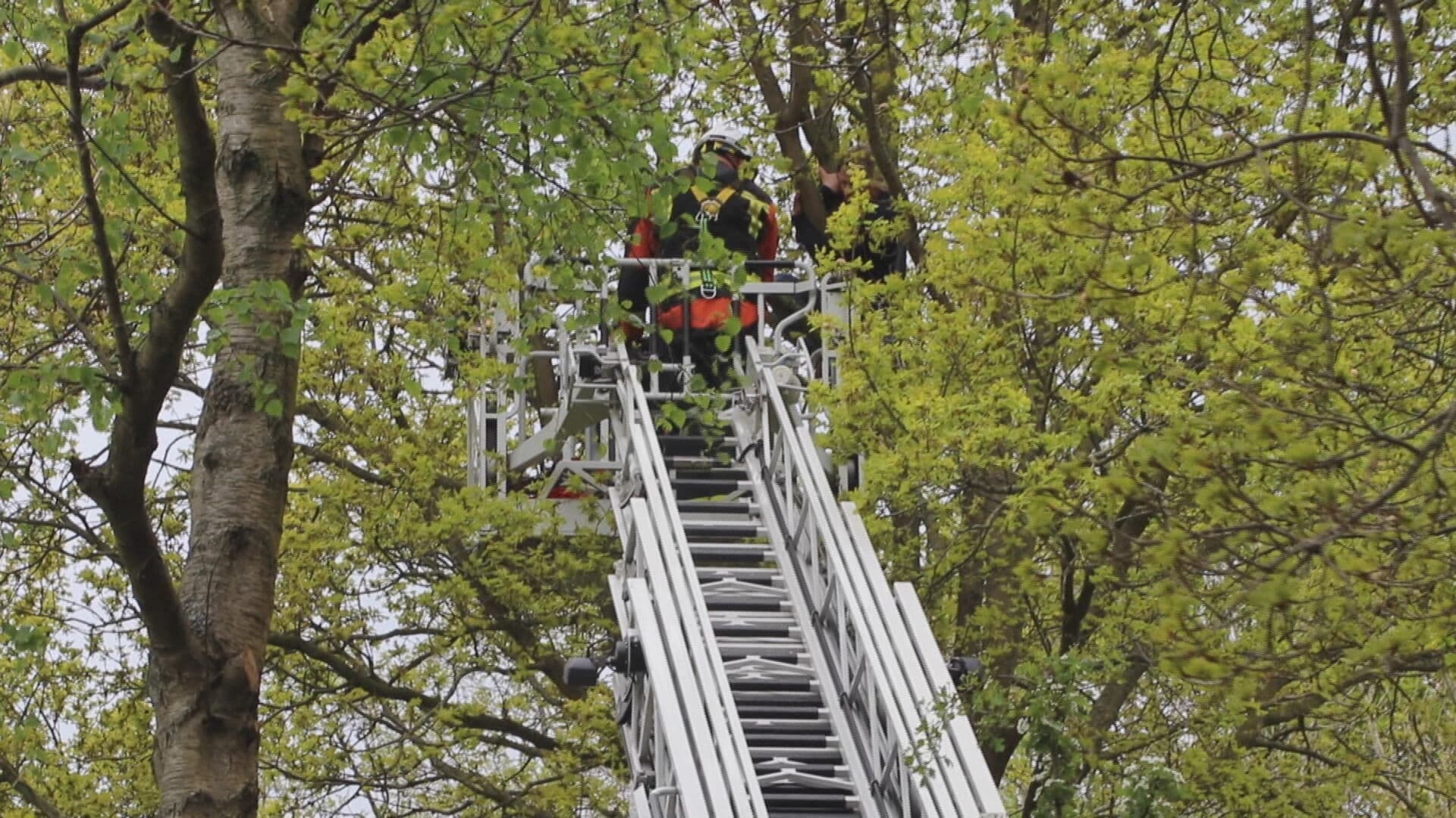 Baasje komt vast te zitten in boom na reddingsactie kat
