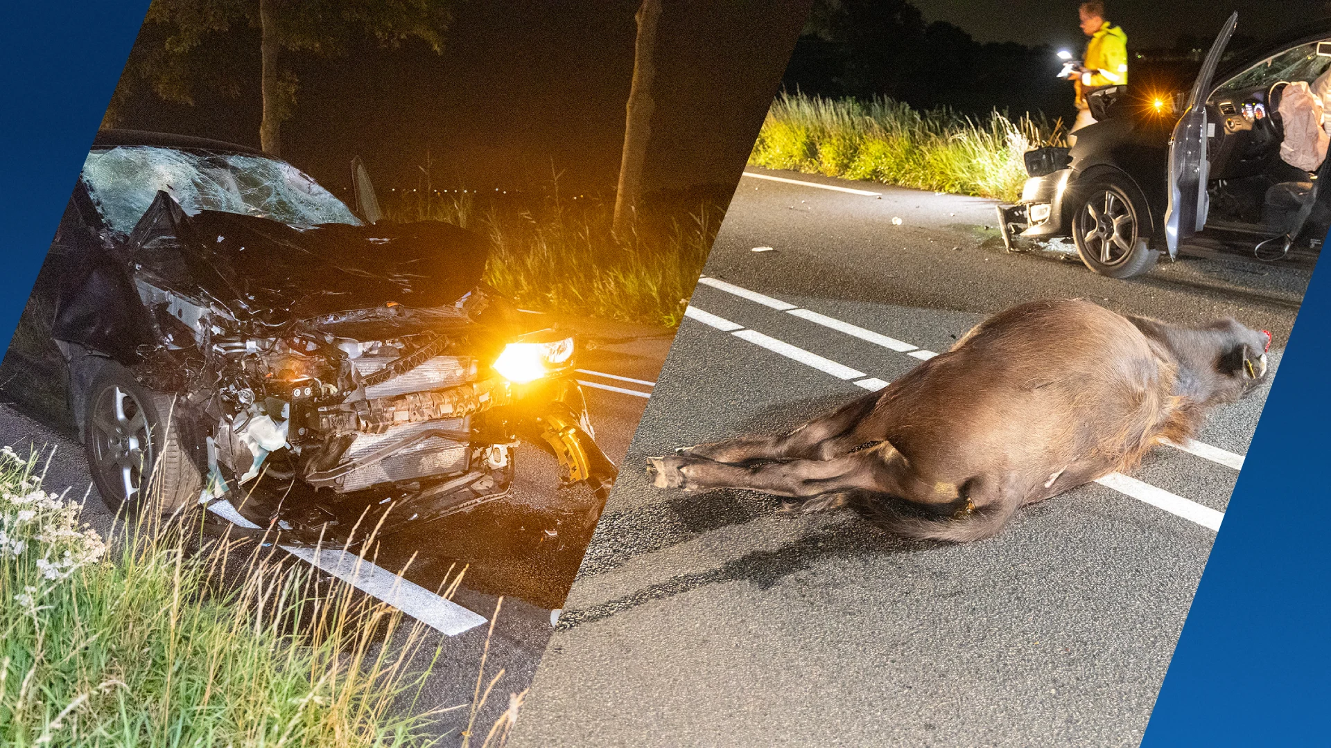 Automobilist klapt op groep ontsnapte koeien op N246, drie dieren dood