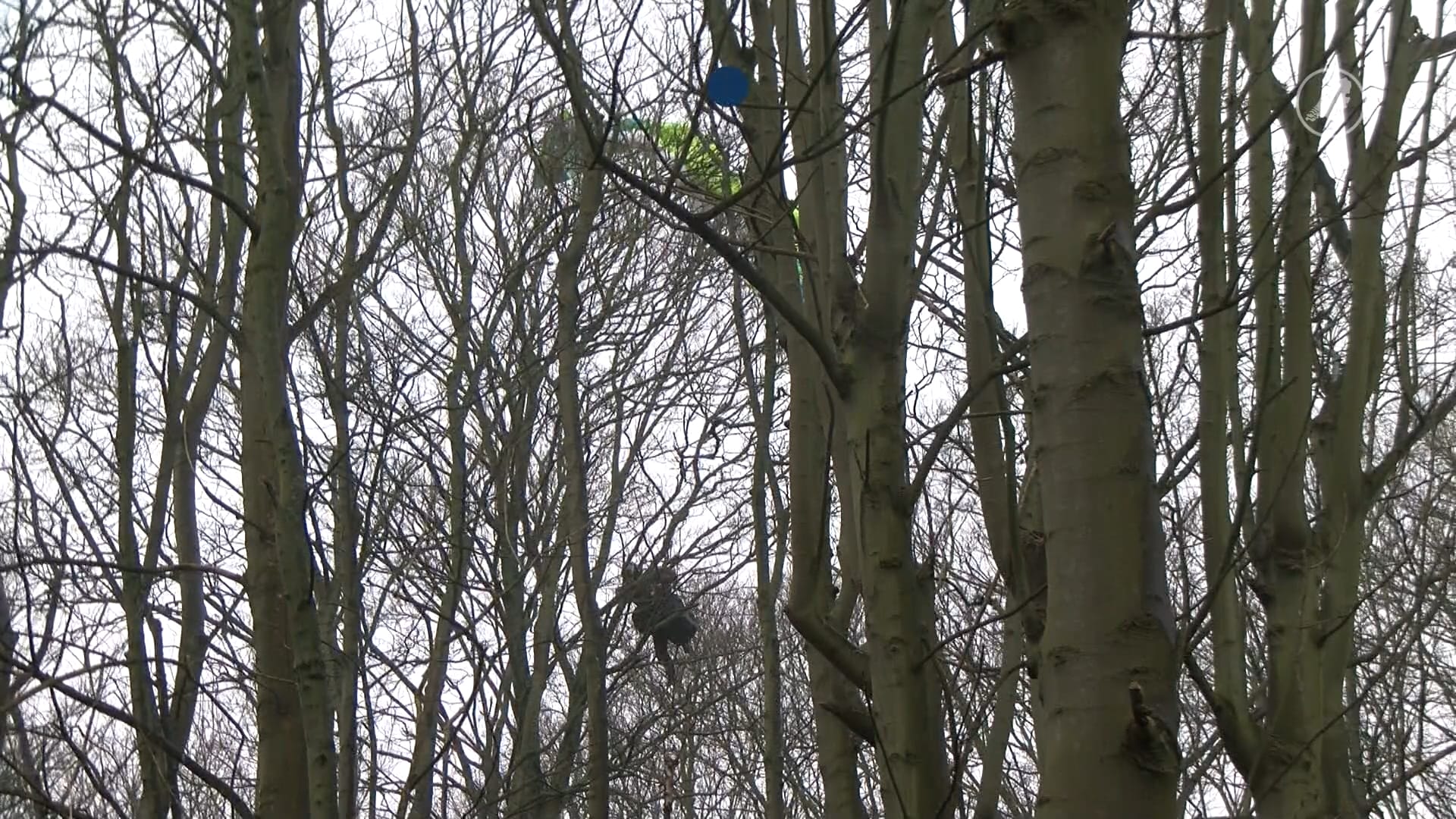 Paraglider bungelt meer dan uur in boom na sprong boven Biggekerke