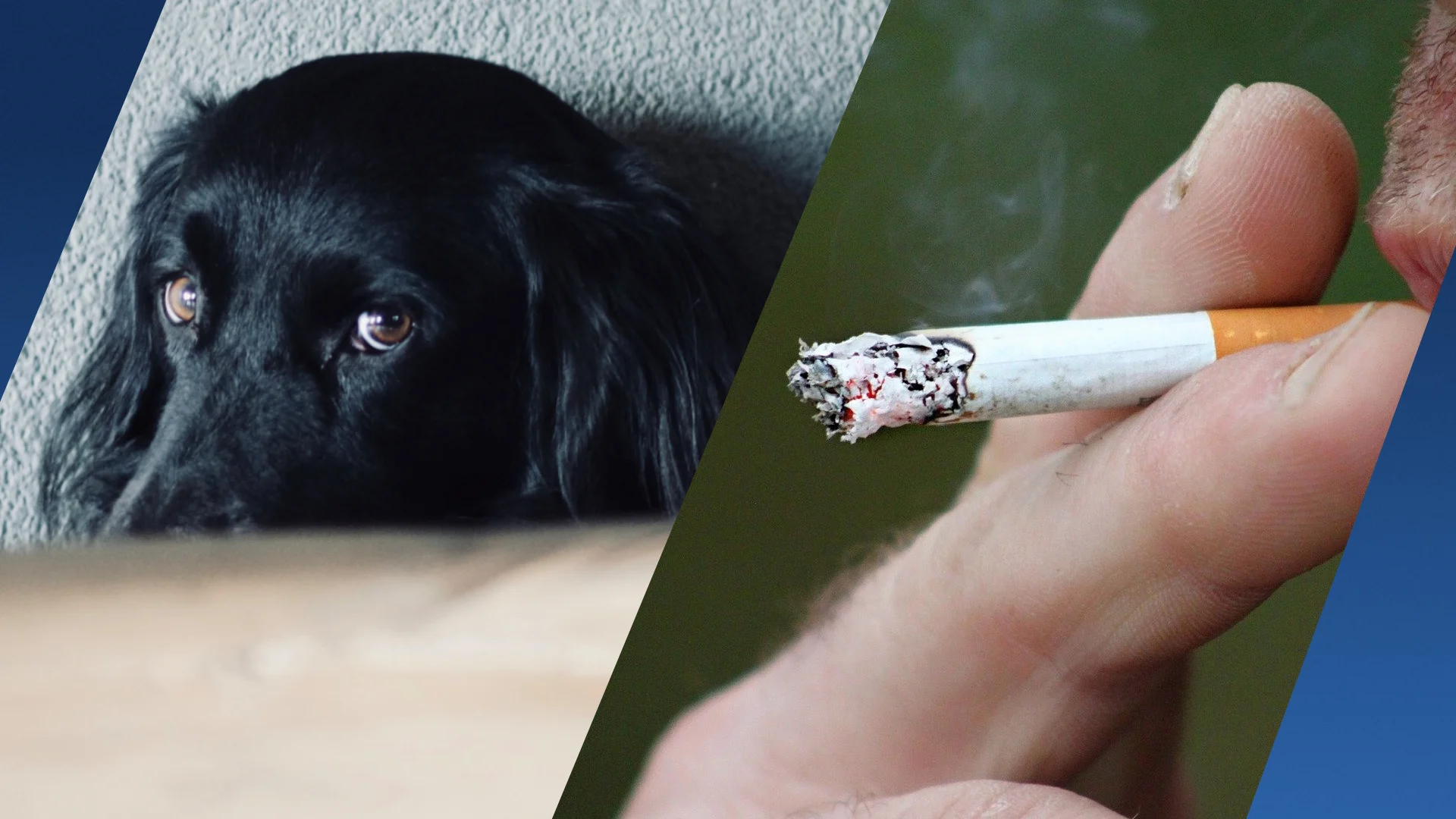 'Honden van rokende baasjes kampen vaker met gedragsproblemen'