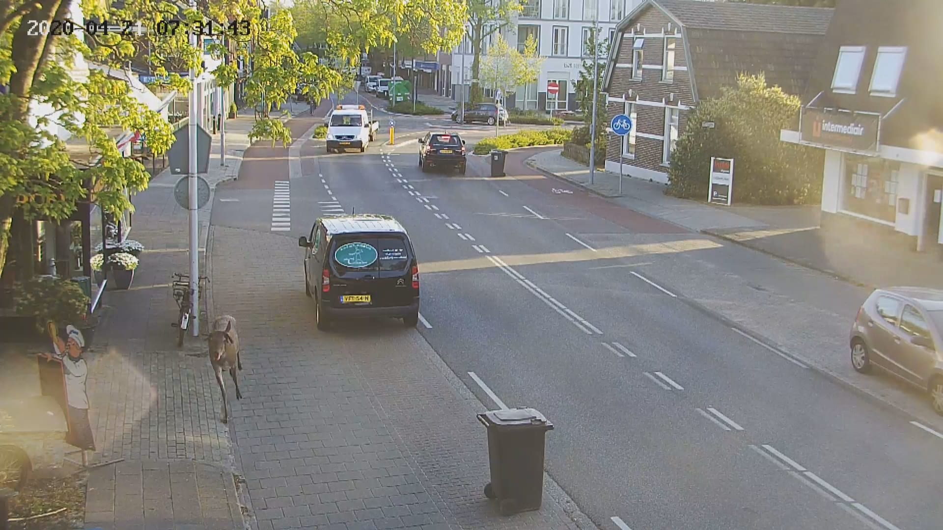 Jong edelhert bekoopt bezoek aan Gelderse Epe met de dood