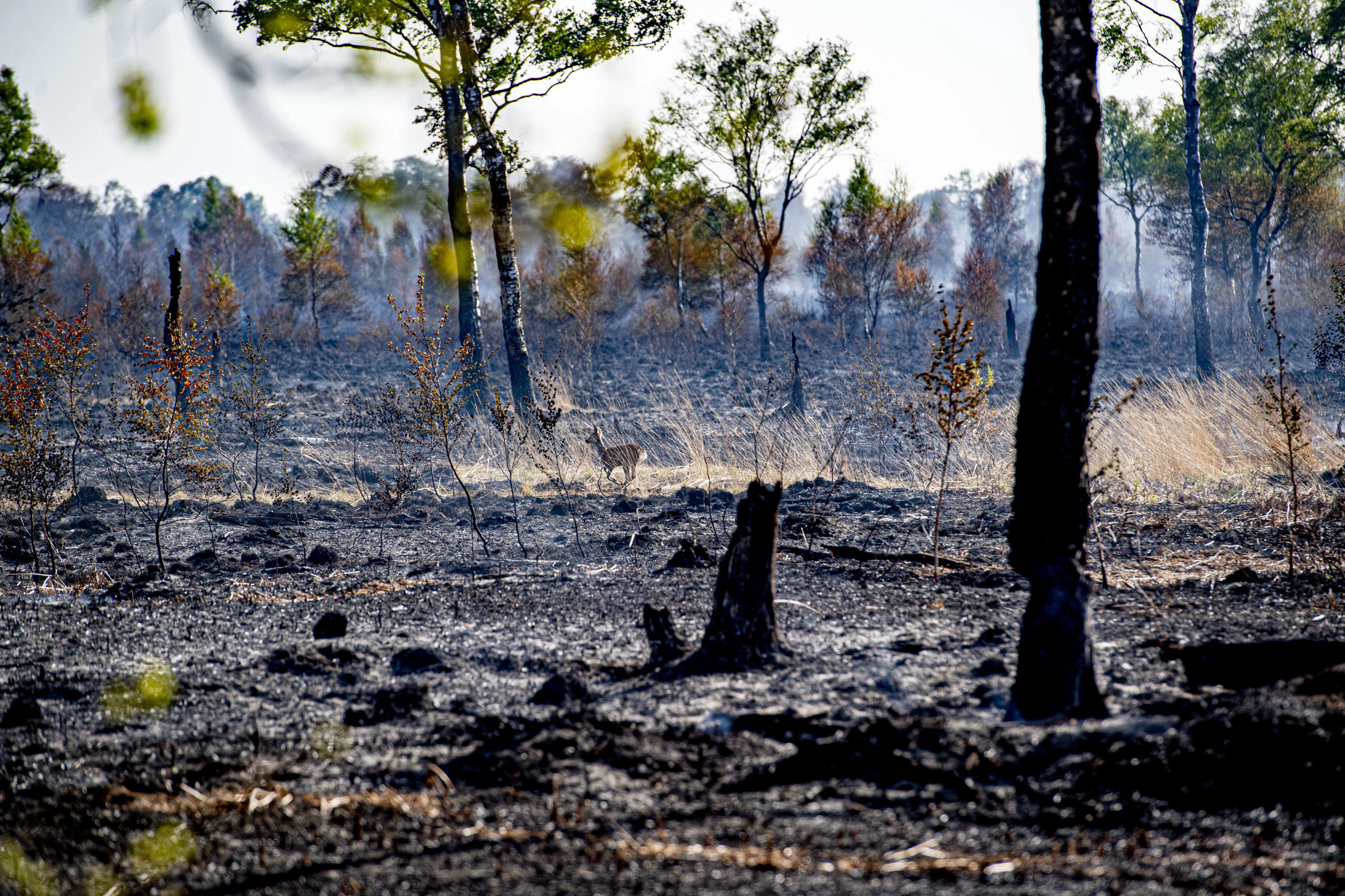 Smeulende brandhaarden in Deurnese Peel aangewakkerd door harde wind