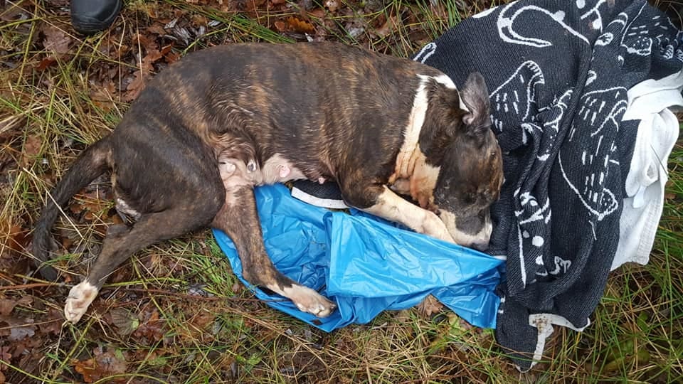 Voorbijgangers doen gruwelijke vondst: overleden hond gedumpt op grasveld in Almelo