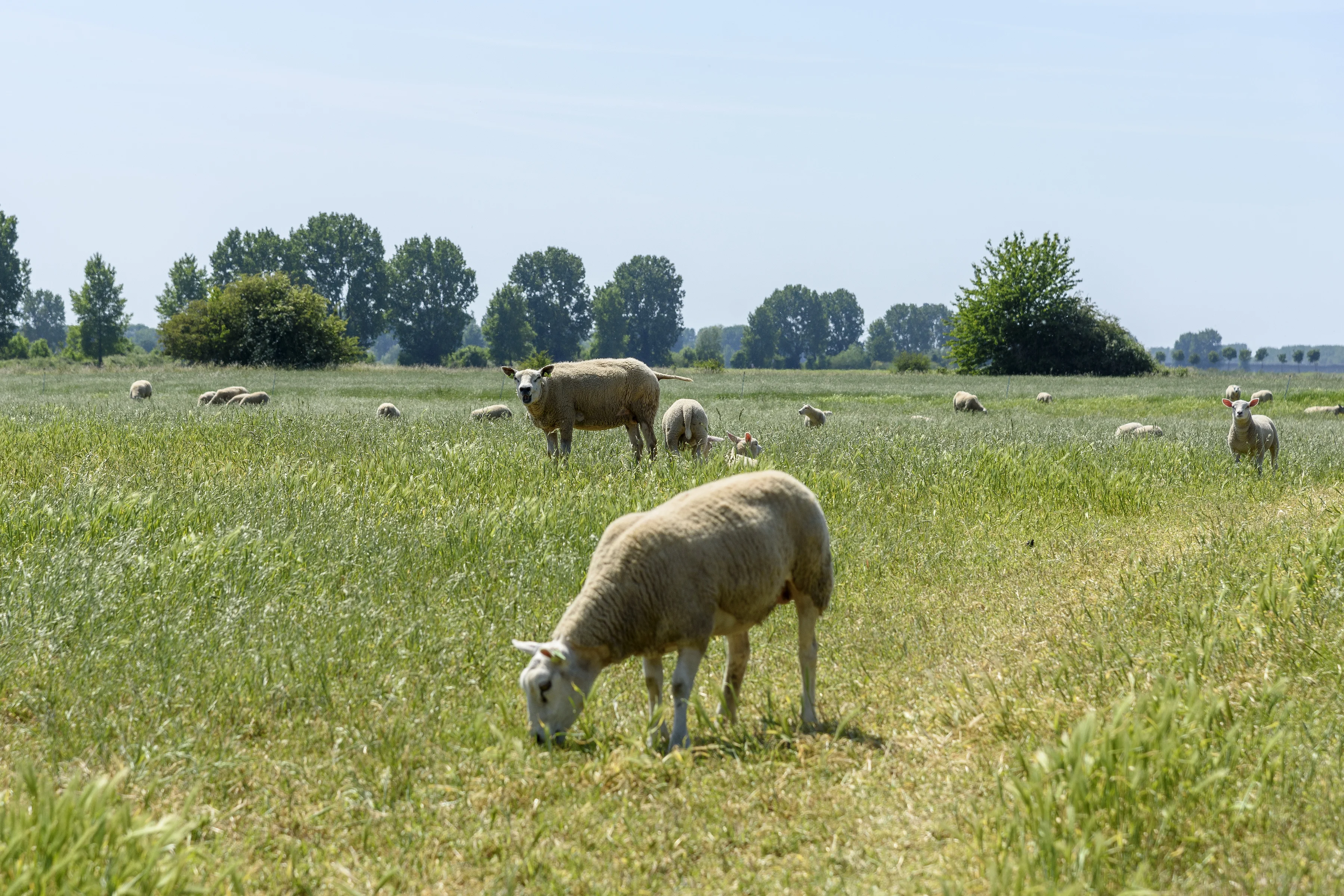 Driekwart van de schapen heeft geen schaduwplek, tropische dagen zorgen voor hittestress