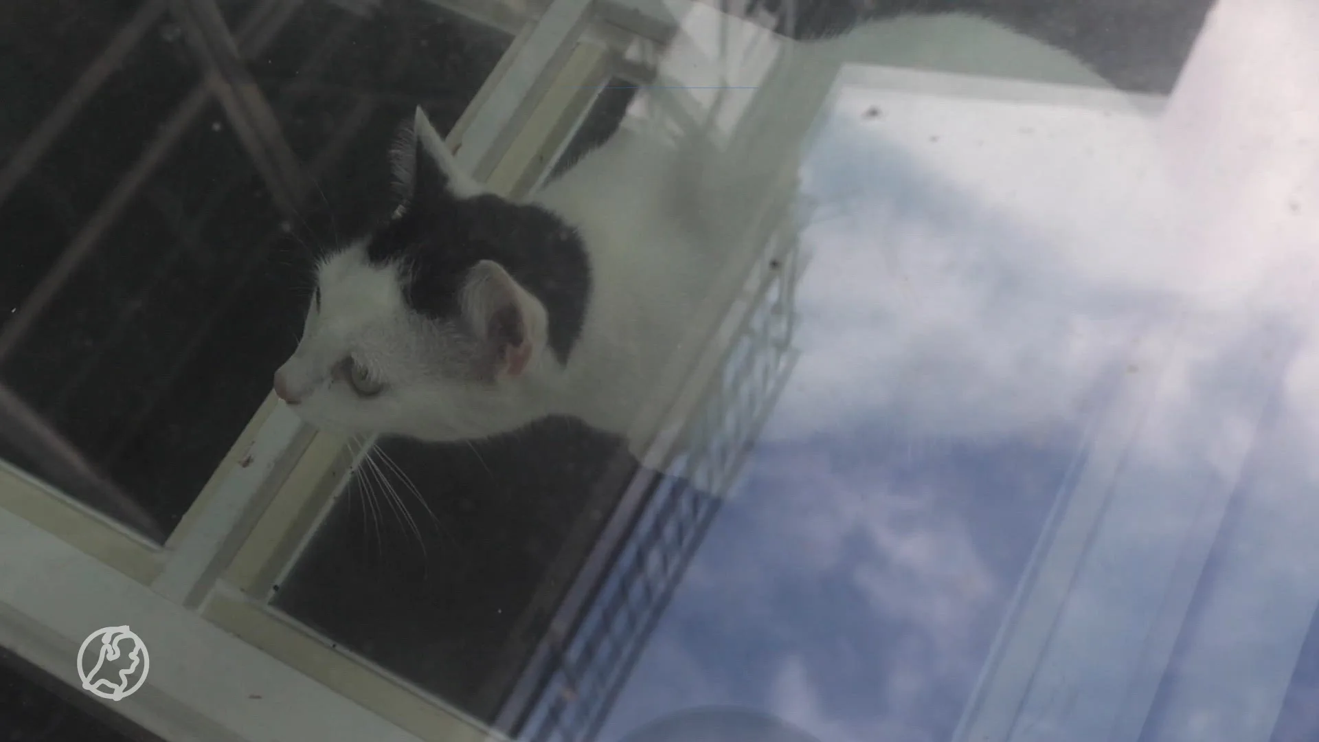 Automatisch dakraam wordt valstrik voor kat: aannemer bevrijdt Nefertiti