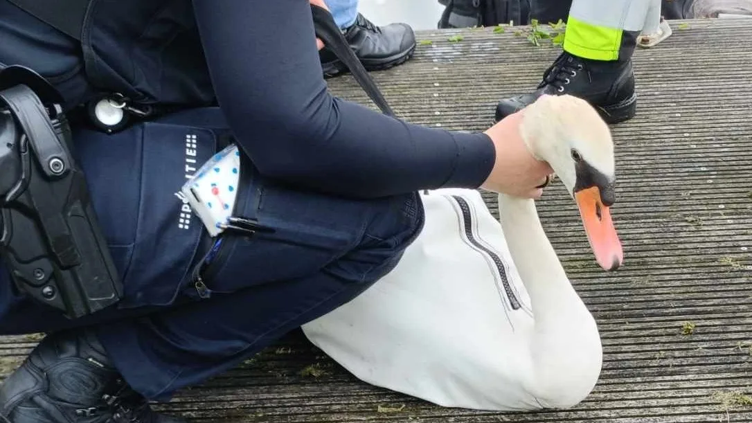 Man schiet vier jonge zwaantjes dood: 'Hoe kun je zoiets doen?'