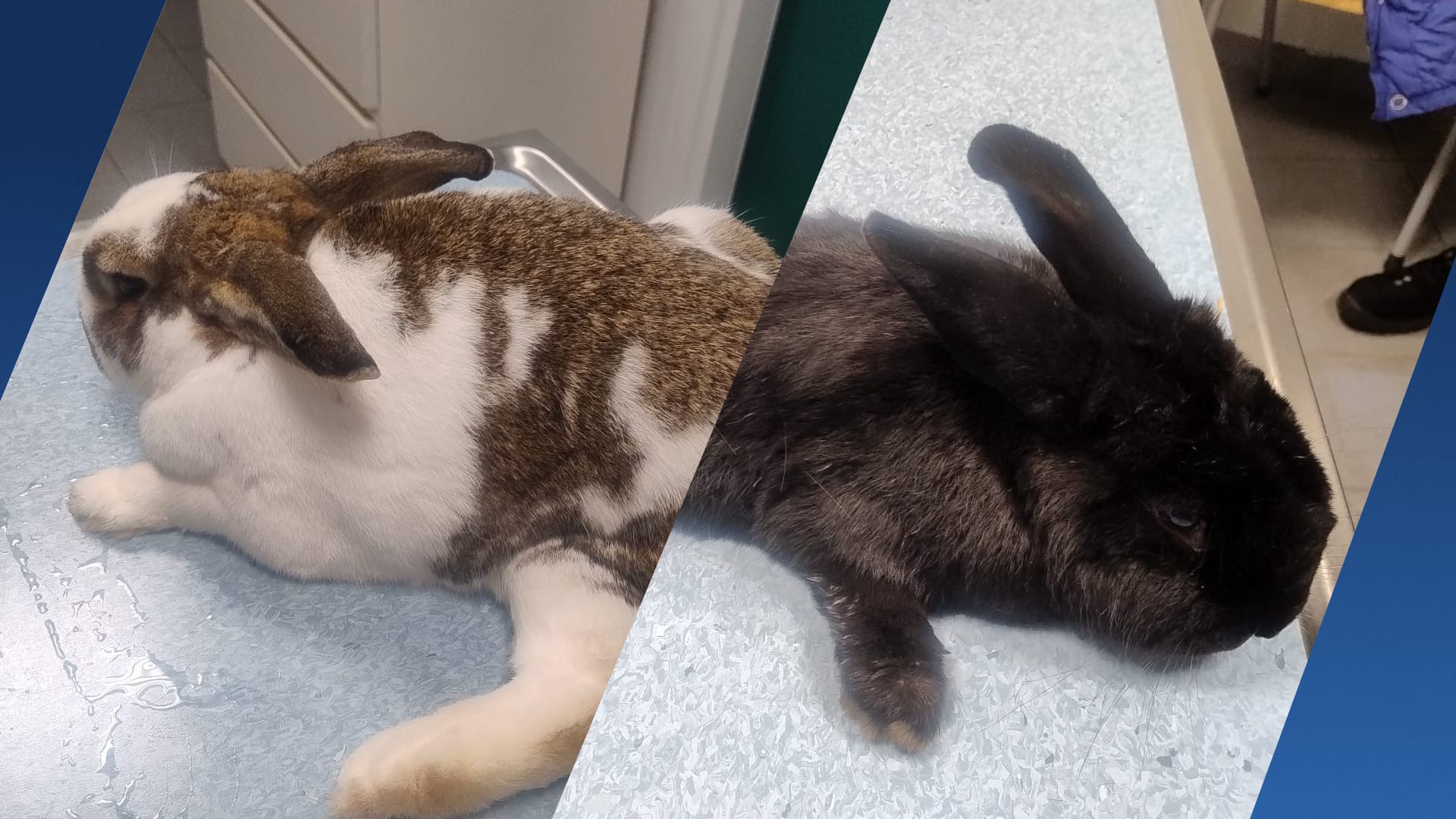 Konijnen wreed mishandeld bij kinderboerderij: 'Iedereen is er kapot van'