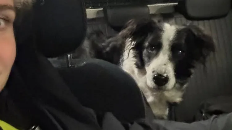 Vermagerde hond en overleden baasje gevonden in huis Kaatsheuvel