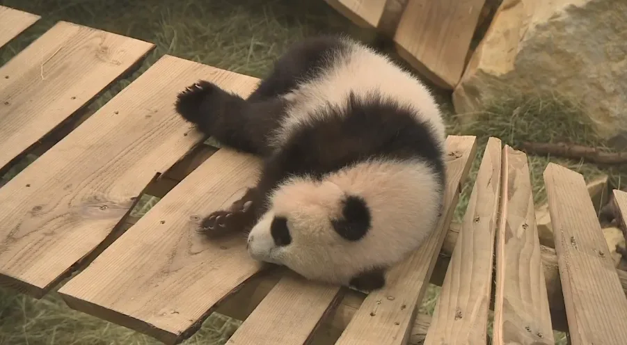 VIDEO: Babypanda Fan Xing maakt debuut voor bezoekers maar knapt liever uiltje