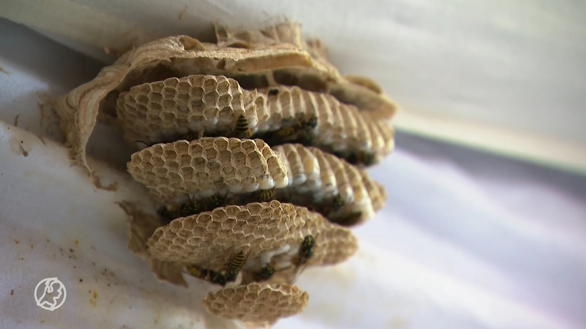 Naturalis zoekt mensen die onder genot van drankje willen wespen tellen