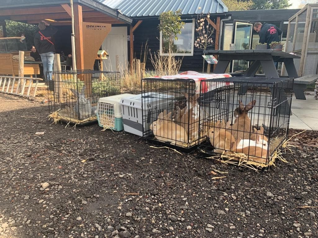 Dieren aan lot overgelaten op verlaten kinderboerderij in Drenthe