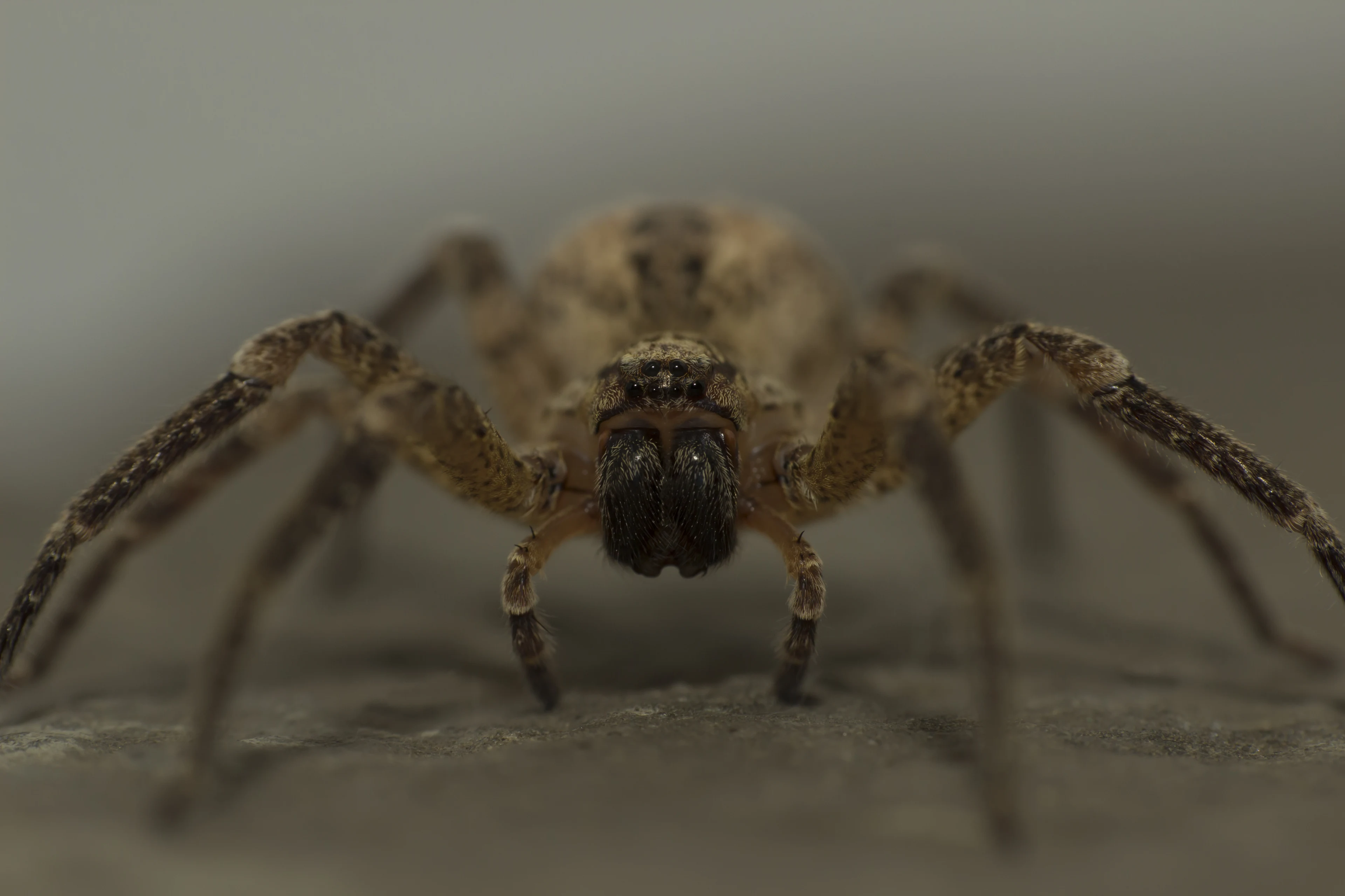 Waarom je deze herfst meer spinnen in huis ziet (en hoe je ze buiten houdt)