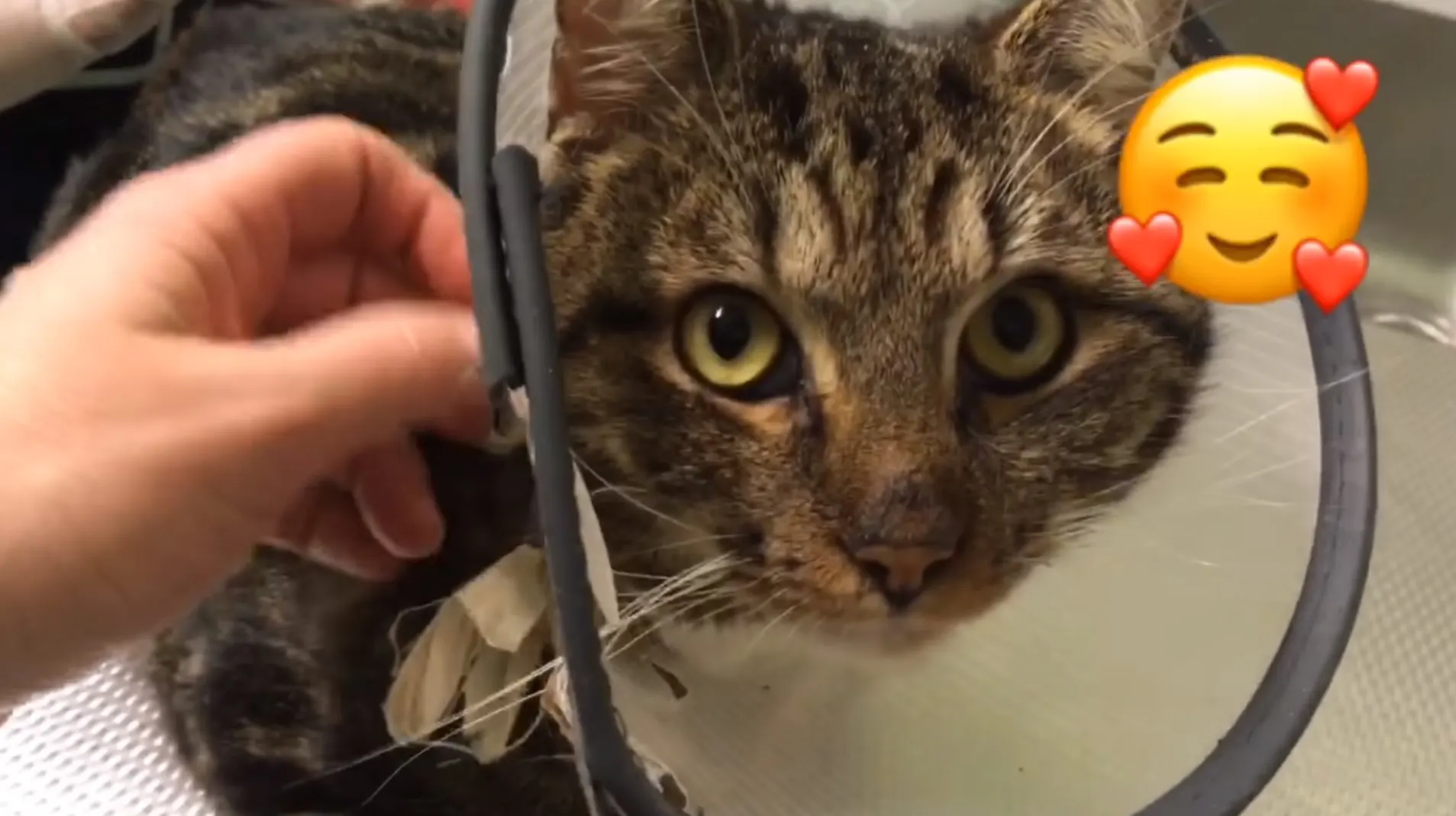 Mishandelde kater Comet knapt aardig op in opvang: 'Hij ligt heerlijk te spinnen'