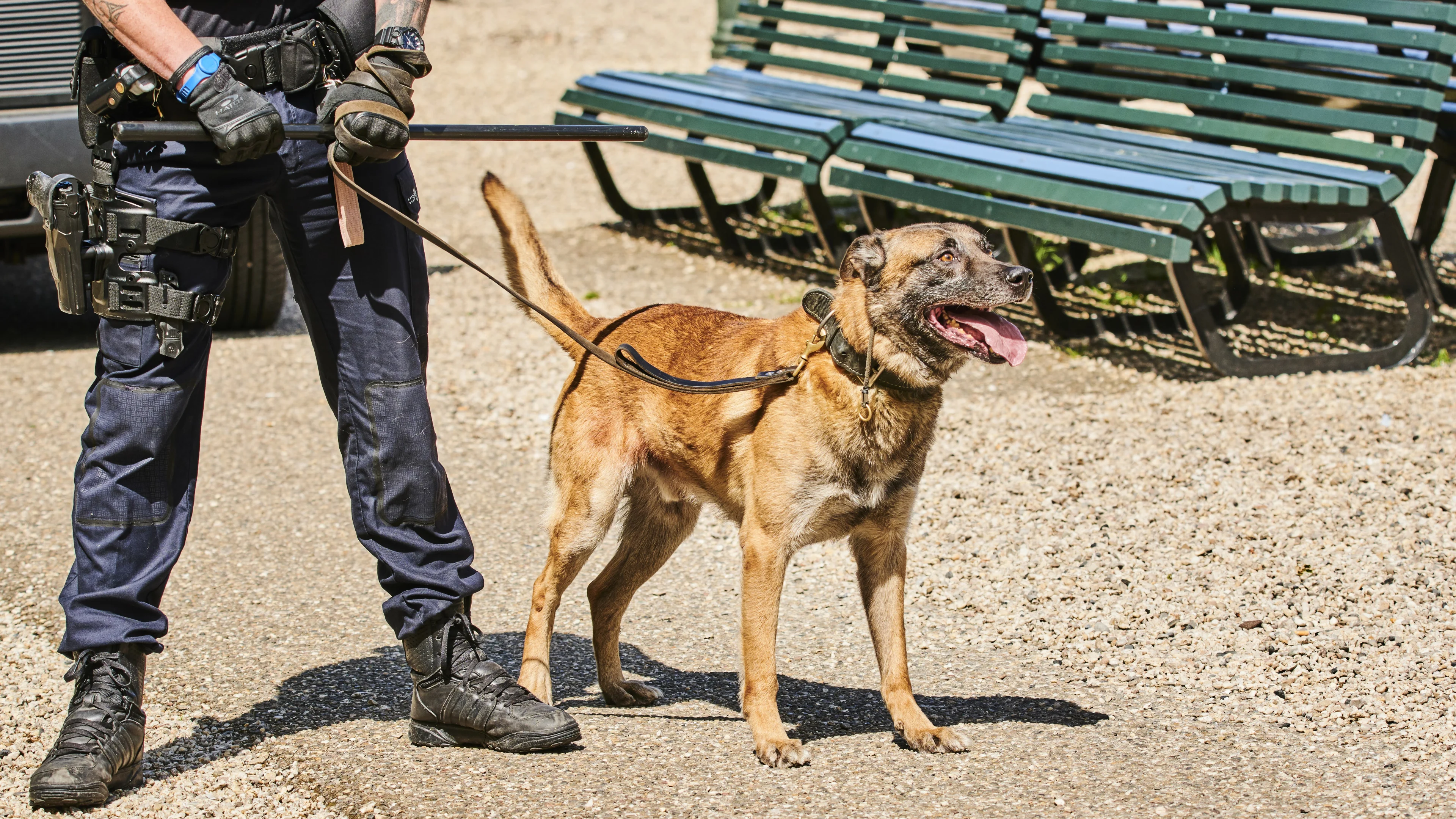 Stroomstootapparatuur mogelijk vanaf juli 2021 verboden voor hondentrainingen
