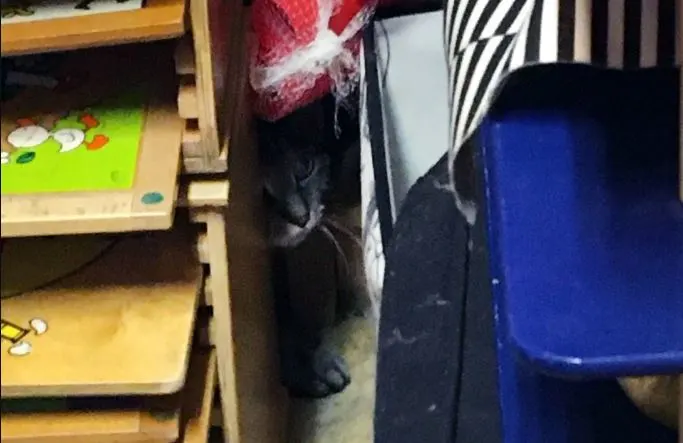 Kat Siepje na 5 weken 'quarantaine' gevonden in opslagkast