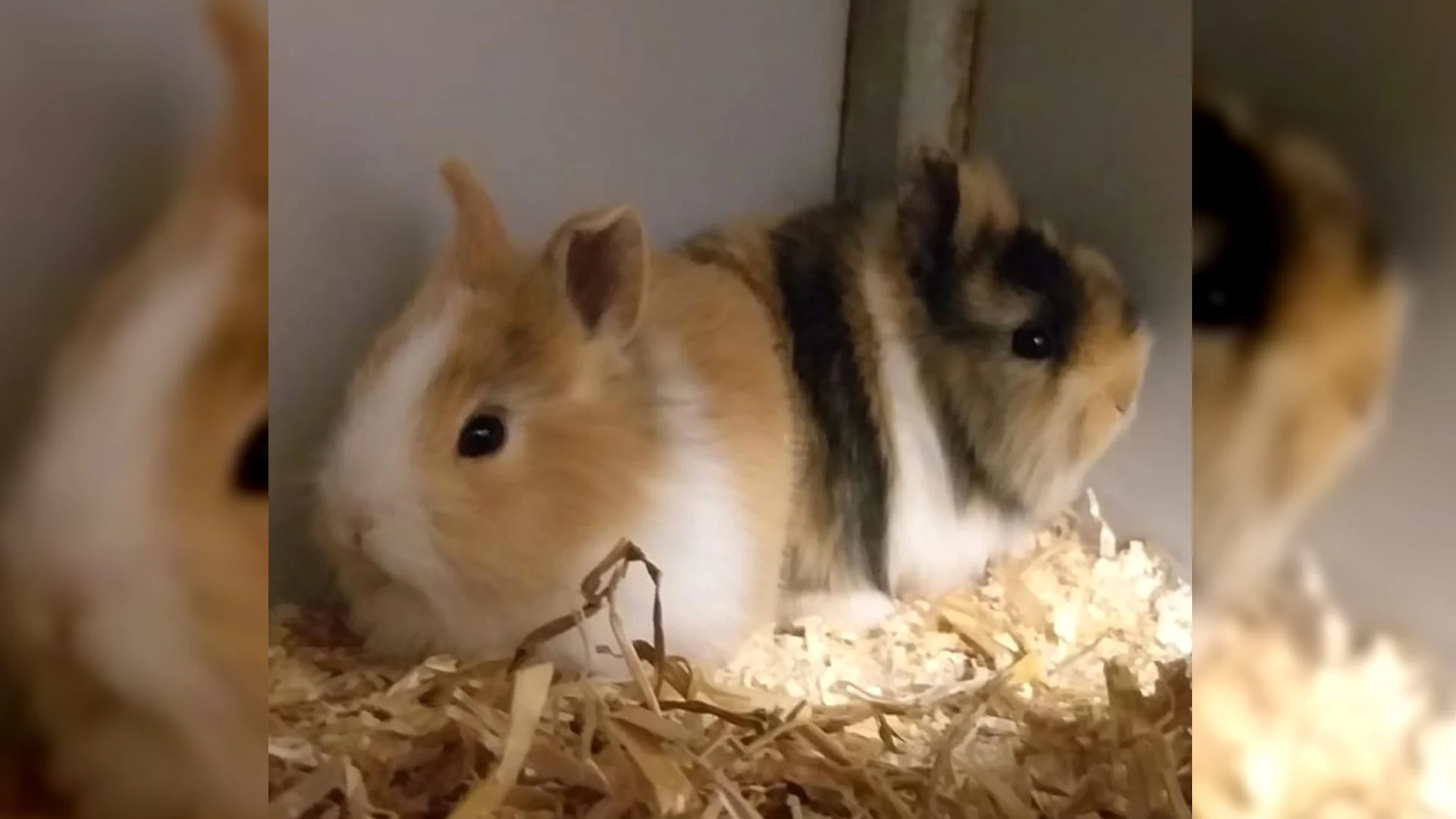 Boodschappentas vol met konijnen gevonden bij restaurant in Stadskanaal