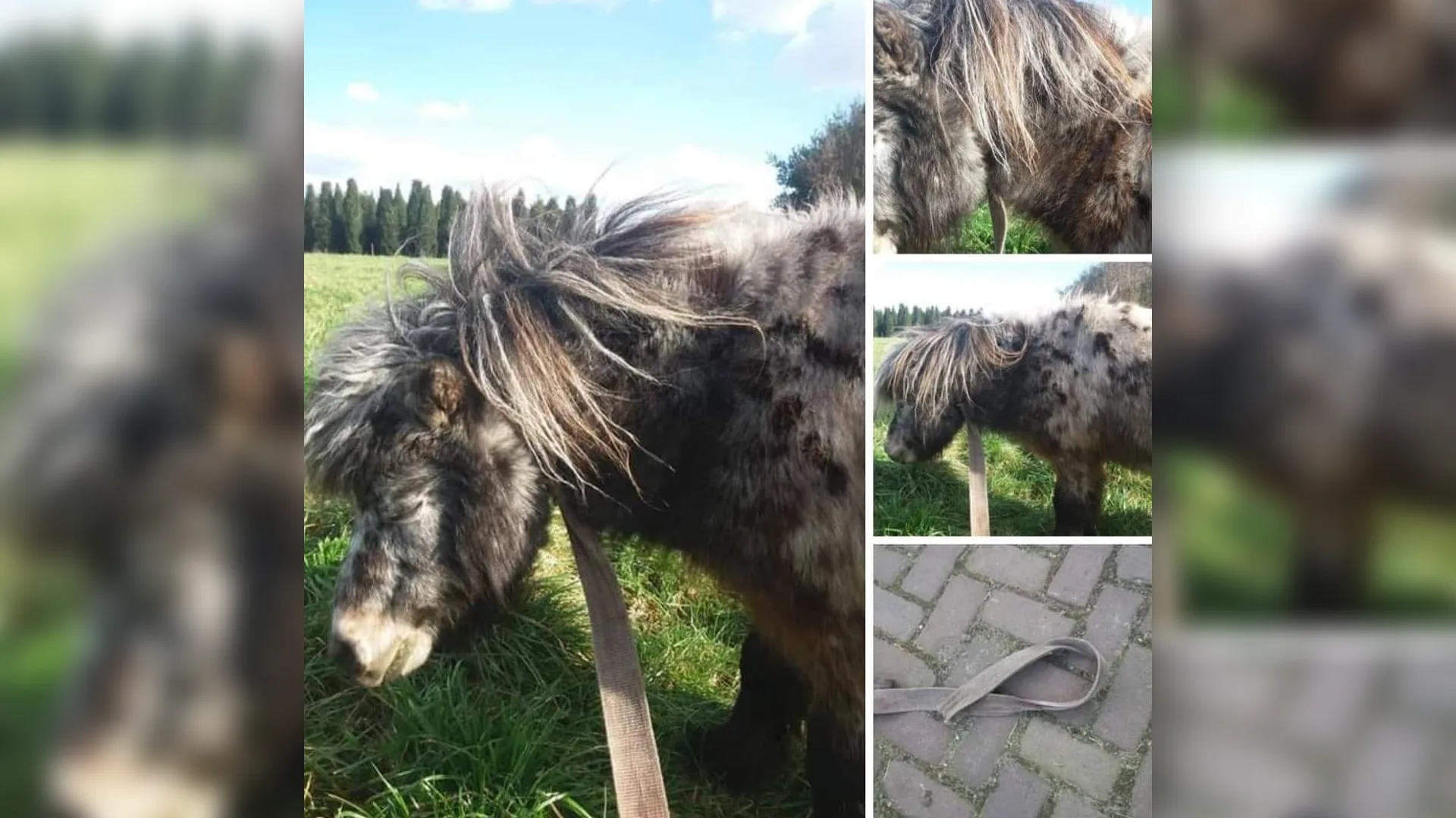 Pony met strakke spanband om nek aangetroffen in weiland Horst