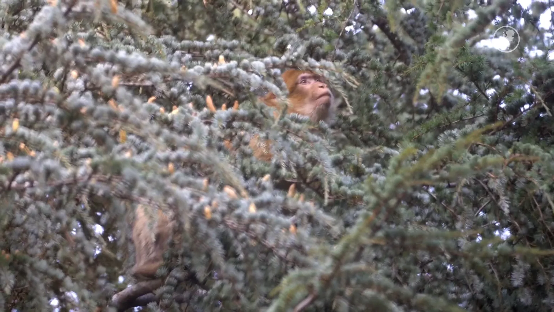 Stichting AAP zet geredde berberapen uit in het wild in Marokko