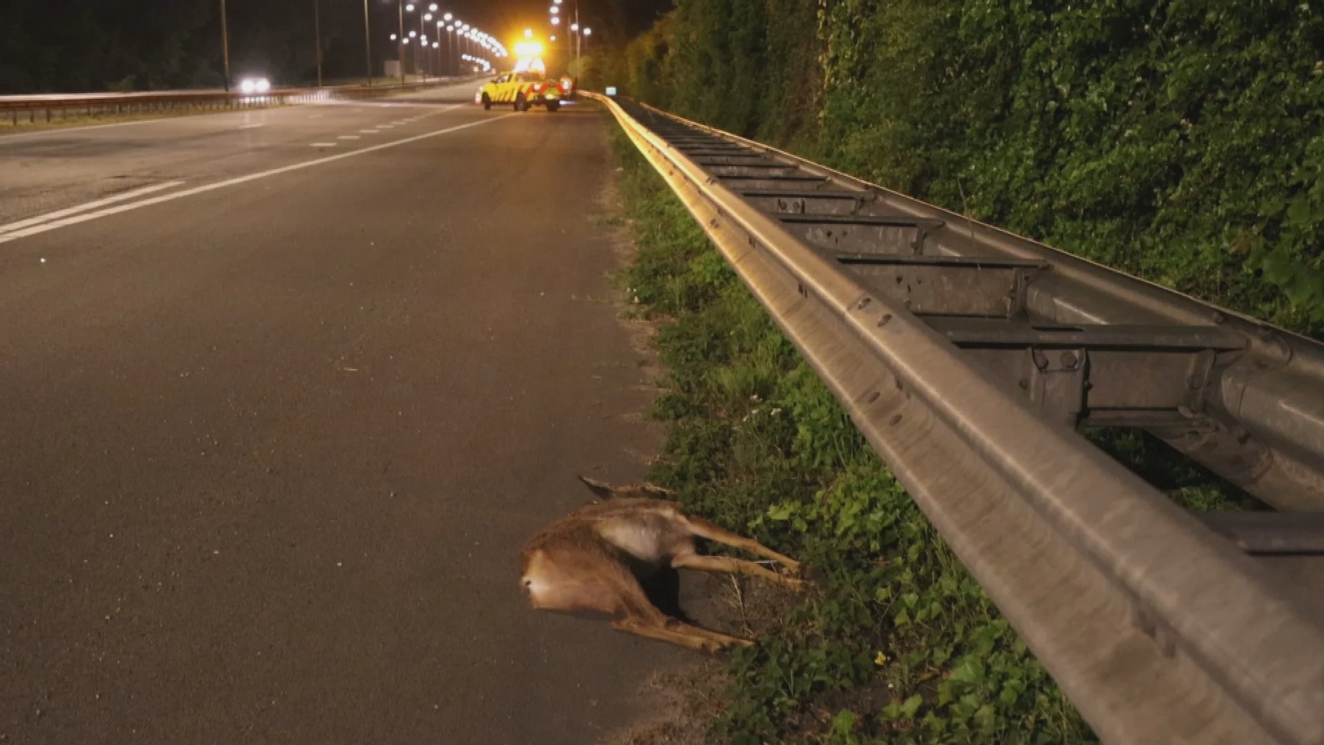 Hert wil N206 oversteken maar wordt frontaal geraakt, weg tijdelijk afgesloten