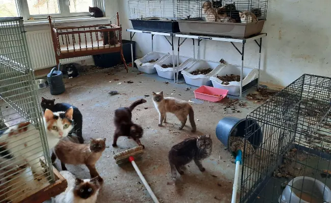 Dierenbescherming vindt 49 katten en 5 stinkdieren in zwaar vervuilde woning