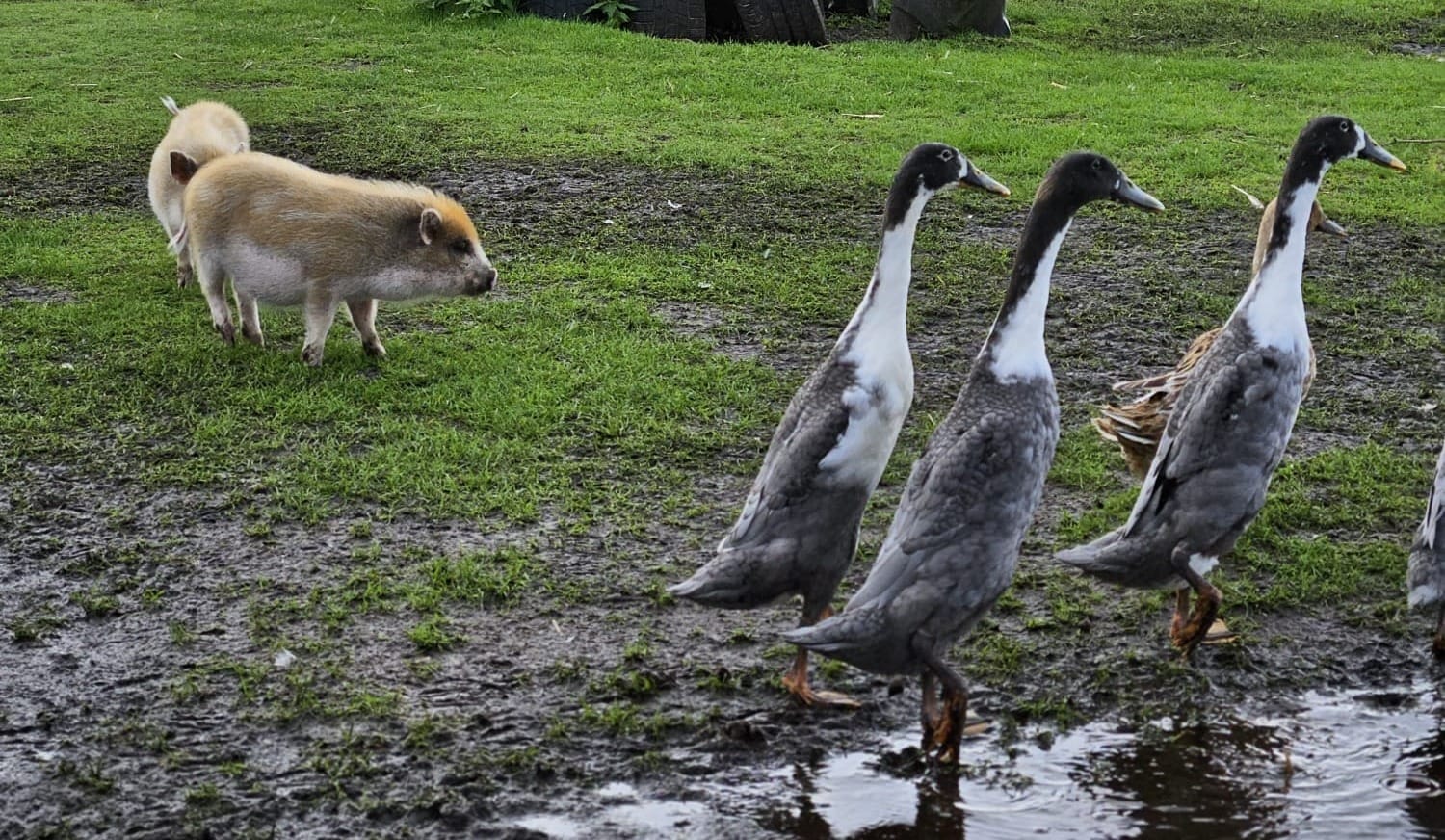 Eendjes verdwenen en gedood bij dierenboerderij, beheerder geschokt: 'Bizar'