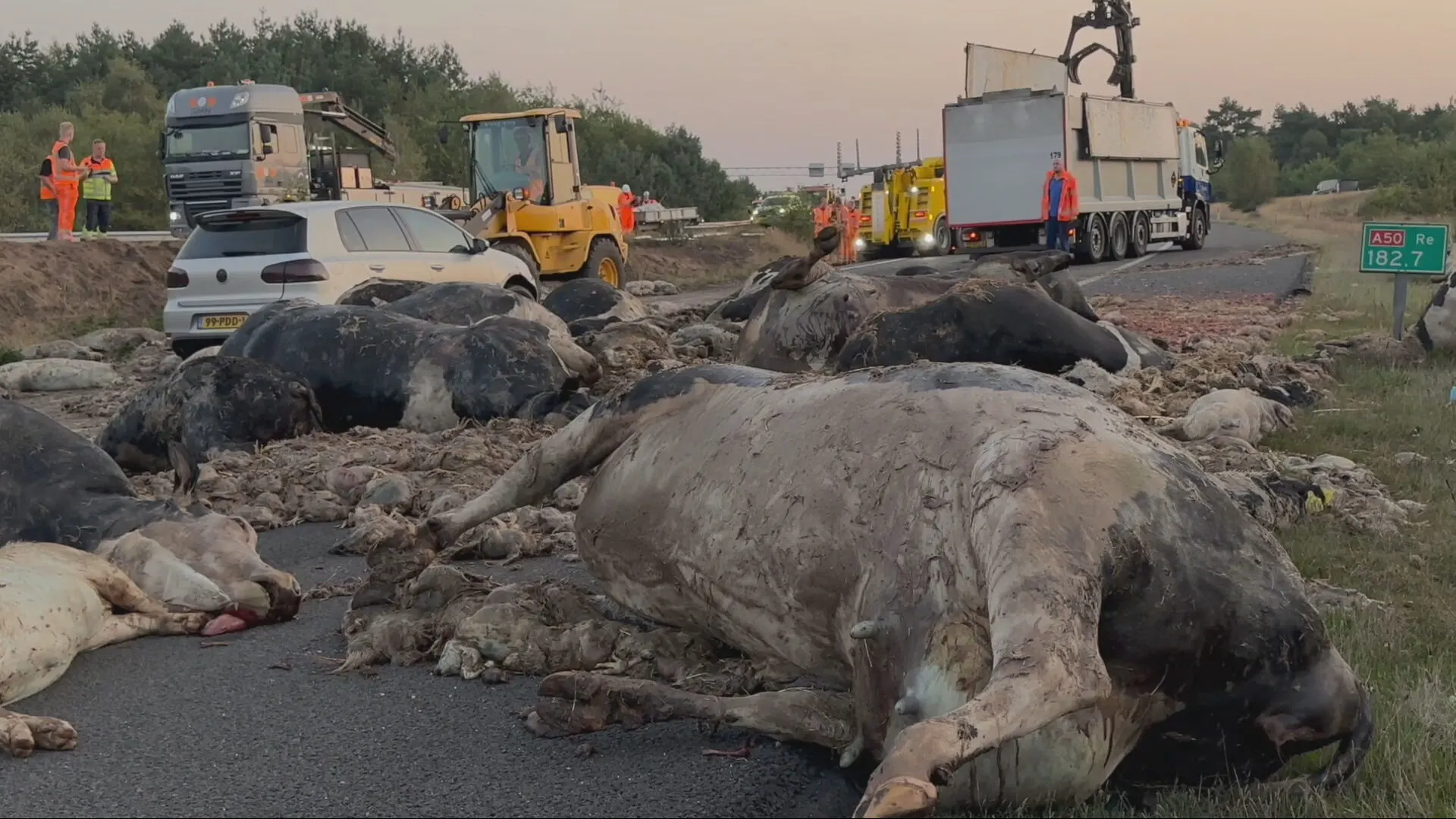 A50 bij Arnhem bezaaid met dode dieren na ongeval met vrachtwagen
