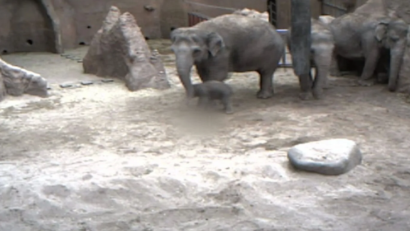 Babynieuws: olifantje geboren in Diergaarde Blijdorp